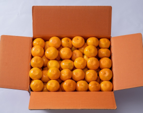 제주하우스감귤