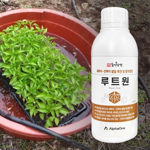 고농축 뿌리발근제 루트원 500ml 고추 모종 침지 뿌리발근 삽목 정식 이식