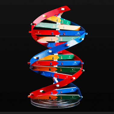 DNA 모형만들기 / 유전자모형만들기