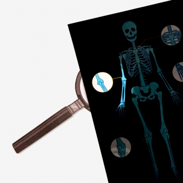 우리몸뼈 관찰하기 과학교구