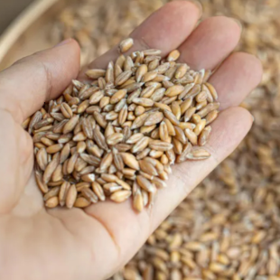 섬유질 폭탄 슈퍼푸드 고대곡물 고대밀 엠머밀 5kg