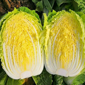해남 절임배추 20kg 산지직송 HACCP