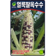 성우 얼룩이찰 옥수수씨앗 70립