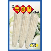 백광 찰옥수수씨앗 70립