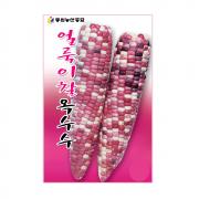 동원 얼룩이 찰 옥수수씨앗 70립