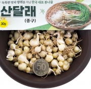 달래씨앗 30g 여러해살이 구근 종구 봄나물 종자