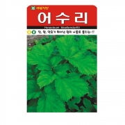 어수리씨앗 50립 미니라과 나물 여러해살이 종자