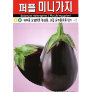 가지씨앗 퍼플 미니가지 50립 식용 자색 종자