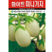 가지씨앗 화이트 미니가지 20립 관상용