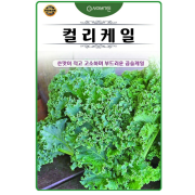 컬리 곱슬 케일씨앗 300립