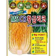 MS CR 황금리코 사계절 쌈배추씨앗 100립 봄 여름 가을 겨울