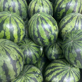 프리미엄 수박 5-6kg