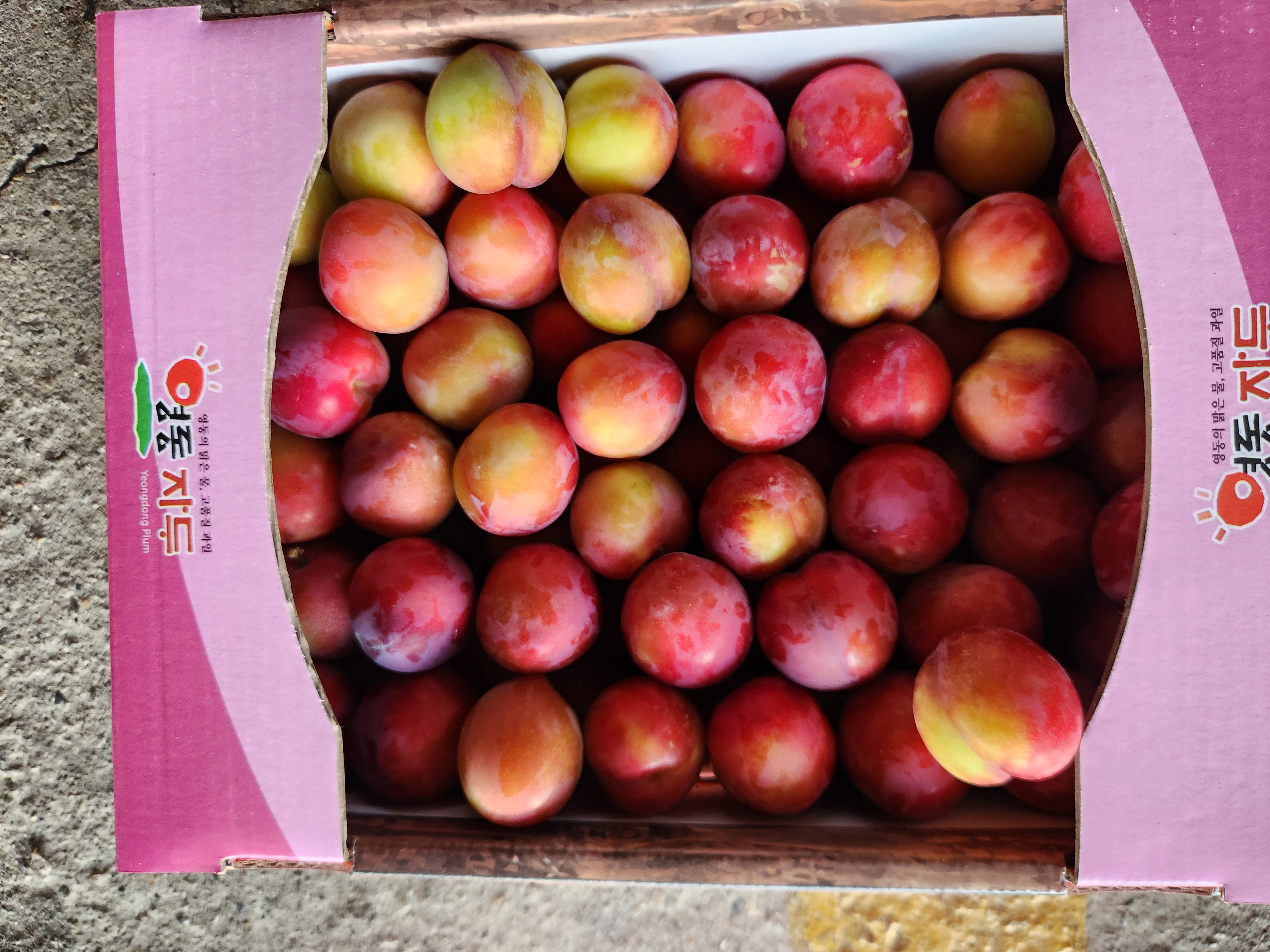 대석 정상 자두 (중상) 2kg (40-54과)