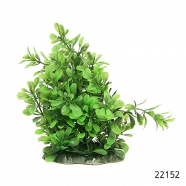 아마존조화22152