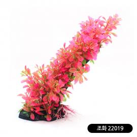 아마존 조화 22019