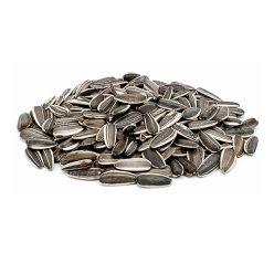 세척 볶은 대형해바라기씨