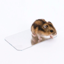 빅카르노 햄스터 쿨링 플레이트 [10X6cm]