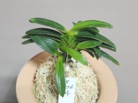 놔