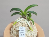 동해복륜