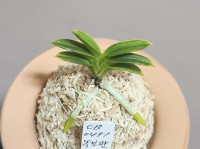 녹보관