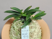 천하장사