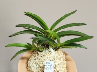삼소전