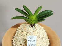 백일몽