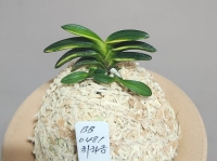 취화금