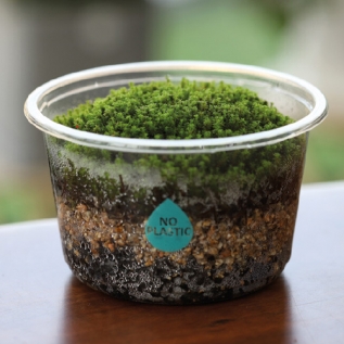 [천연가습&공기정화]이끼키우기(5인용)