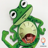 속이보이는개구리[5인용]