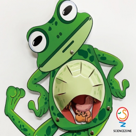 속이보이는개구리[5인용]