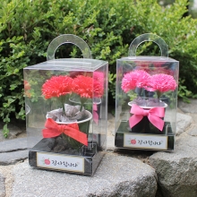 손잡이 투명케이스 카네이션 화분(5개)