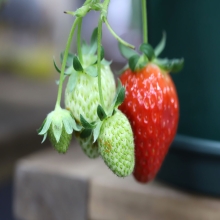 꼬마농부의 딸기농장키트