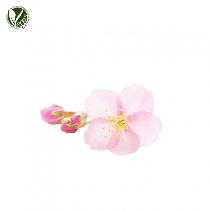 세룰라타벚나무꽃추출물 (Prunus Serrulata Flower Extract)