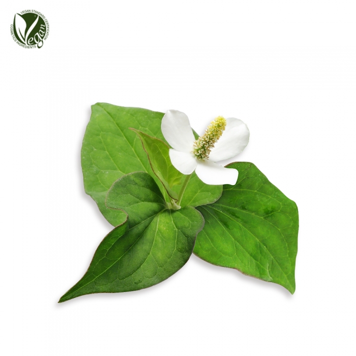 Houttuynia Cordata Powder