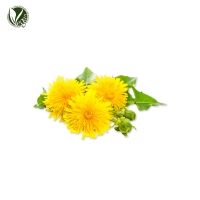 서양민들레추출물 (Taraxacum Officinale (Dandelion) Extract)