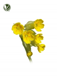 PRIMADULCINE&reg;(Primula Veris Extract)