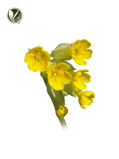 PRIMADULCINE&reg;(Primula Veris Extract)