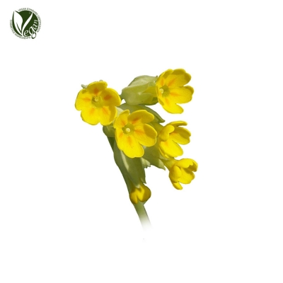 PRIMADULCINE&reg; (Primula Veris Extract)
