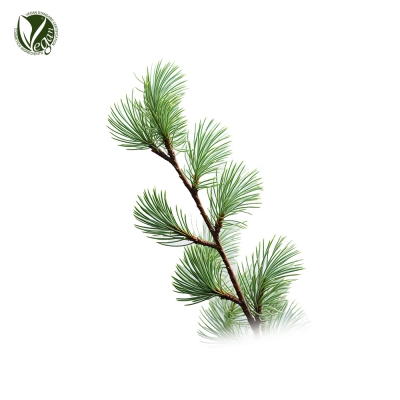 곰솔잎추출물 (Pinus Thunbergii Leaf Extract)