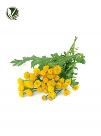 Blue Tansy Essential Oil(Tanacetum Annuum Flower Oil)
