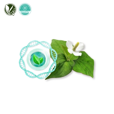 VexoClo&reg; Heartleaf/어성초 (약모밀소포, Houttuynia Cordata Vesicles)