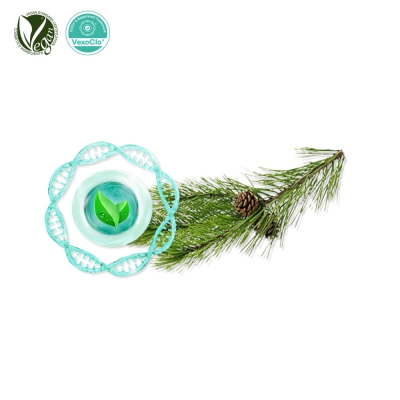 VexoClo&reg; Pinergy (소나무잎추출물, Pinus Densiflora Leaf Extract)