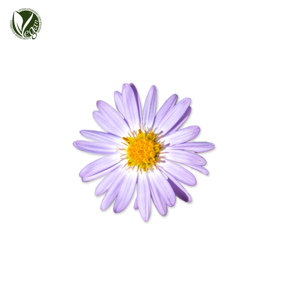 섬쑥부쟁이추출물 (Aster Glehnii Extract)