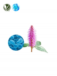 VEGANIOME&reg; ShinyMint (Elsholtzia Splendens Extract, Saccharomyces Ferment Filtrate)