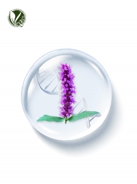 PhyDRN&trade; KoreaMint (Sodium DNA)