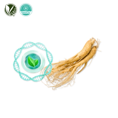 VexoClo&reg; Ginseng (인삼소포, Panax Ginseng Vesicles)
