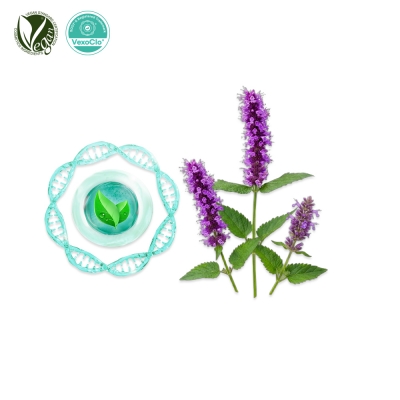 VexoClo&reg; KoreaMint (배초향추출물, Agastache Rugosa Extract)