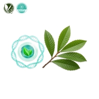 VexoClo&reg; PipaLeaf (비파나무잎추출물, Eriobotrya Japonica Leaf Extract)