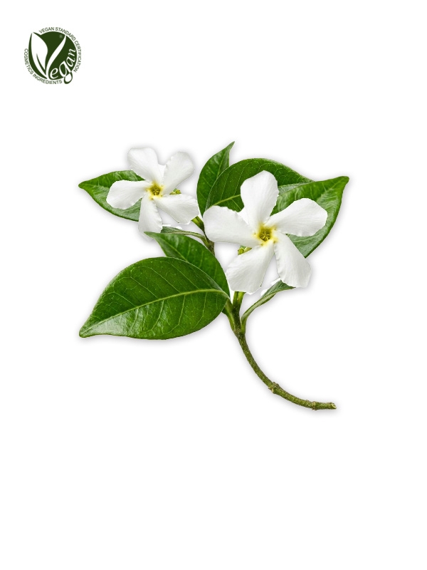 Trachelospermum Jasminoides Extract